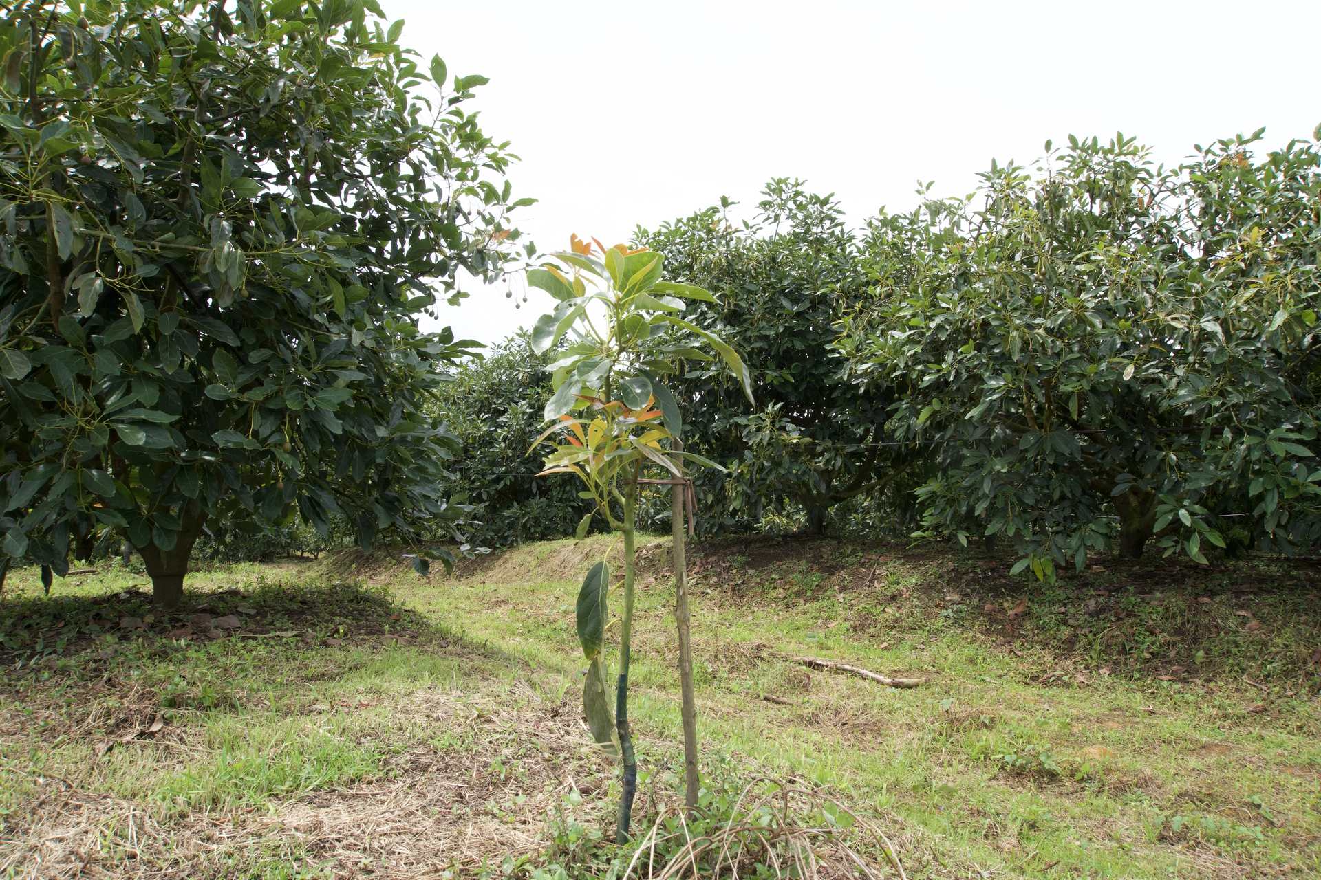 Árbol joven de aguacate Hass en uno de los lotes propios de Avoterra en Urrao