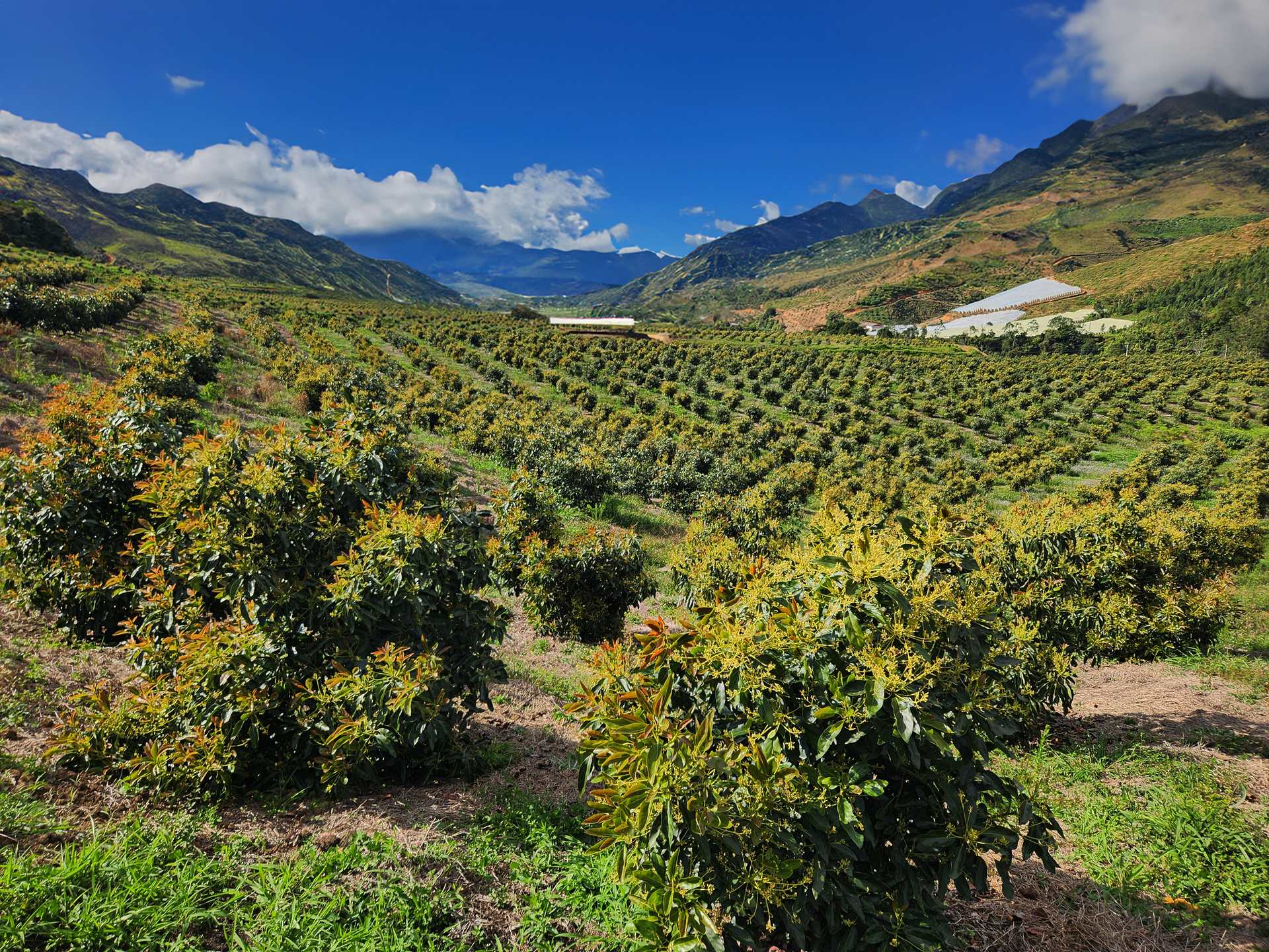 Lotes de Avoterra sembrados en ladera, con la cordillera de Urrao al fondo
