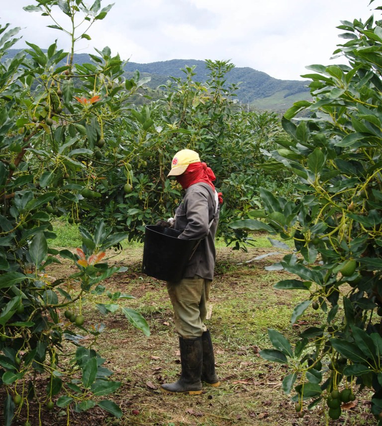 Trabajador de Avoterra recolectando aguacate Hass en la finca de Urrao